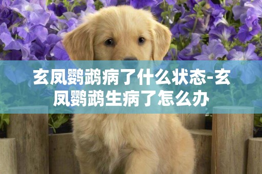 玄鳳鸚鵡病了什么狀態-玄鳳鸚鵡生病了怎么辦