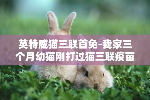 英特威貓三聯首免-我家三個月幼貓剛打過貓三聯疫苗（英特威）