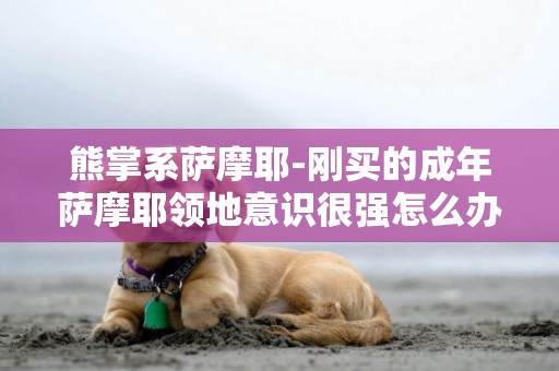 熊掌系薩摩耶-剛買的成年薩摩耶領地意識很強怎么辦
