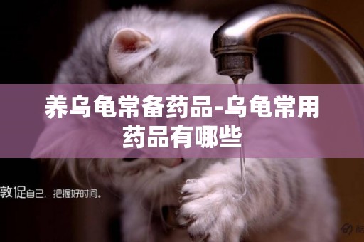 養烏龜常備藥品-烏龜常用藥品有哪些