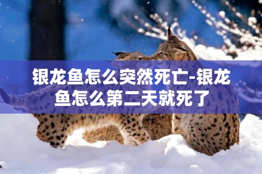 銀龍魚怎么突然死亡-銀龍魚怎么第二天就死了