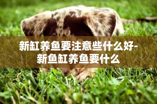 新缸養魚要注意些什么好-新魚缸養魚要什么