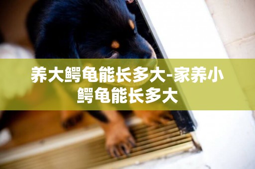 養大鱷龜能長多大-家養小鱷龜能長多大