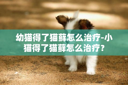 幼貓得了貓蘚怎么治療-小貓得了貓蘚怎么治療？