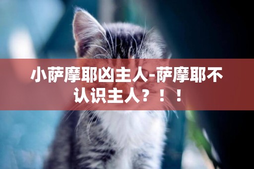 小薩摩耶兇主人-薩摩耶不認識主人？！！