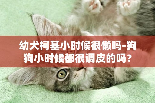 幼犬柯基小時候很懶嗎-狗狗小時候都很調皮的嗎？