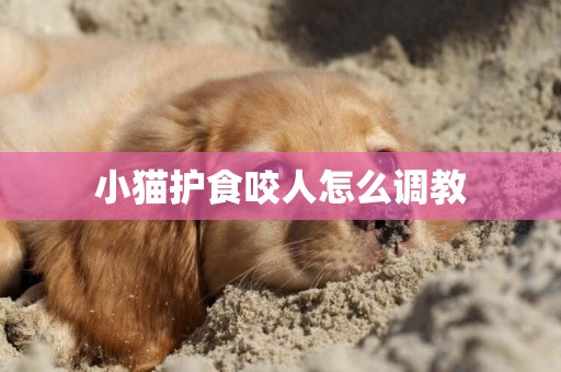 小貓護食咬人怎么調教