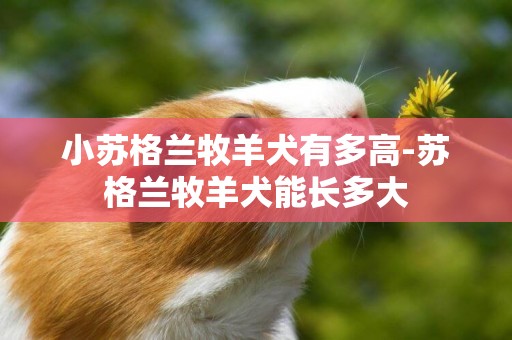 小蘇格蘭牧羊犬有多高-蘇格蘭牧羊犬能長多大