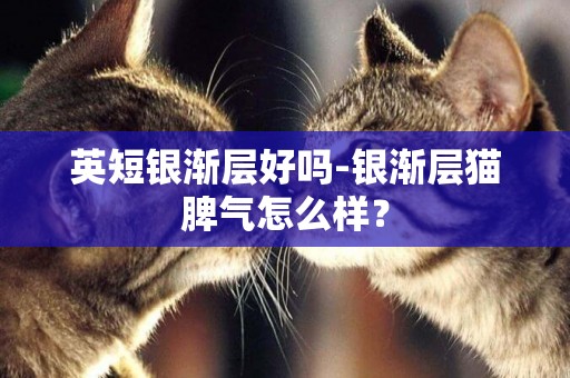 英短銀漸層好嗎-銀漸層貓脾氣怎么樣？