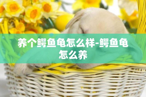 養個鱷魚龜怎么樣-鱷魚龜怎么養