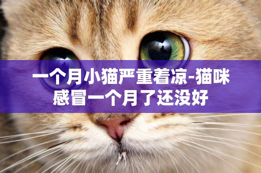 一個月小貓嚴重著涼-貓咪感冒一個月了還沒好