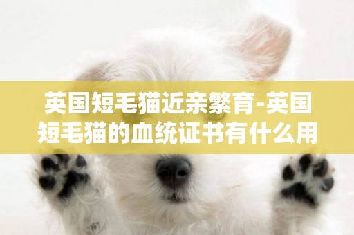 英國短毛貓近親繁育-英國短毛貓的血統證書有什么用