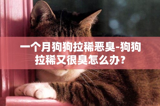 一個月狗狗拉稀惡臭-狗狗拉稀又很臭怎么辦？