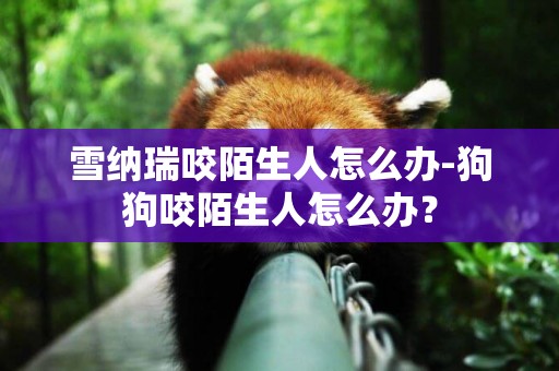 雪納瑞咬陌生人怎么辦-狗狗咬陌生人怎么辦？