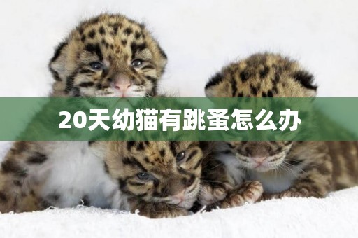 20天幼貓有跳蚤怎么辦