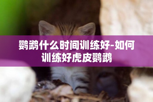 鸚鵡什么時間訓練好-如何訓練好虎皮鸚鵡