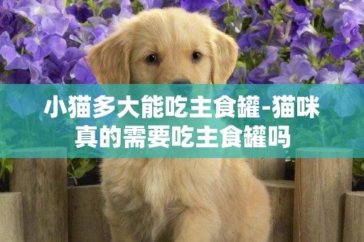 小貓多大能吃主食罐-貓咪真的需要吃主食罐嗎