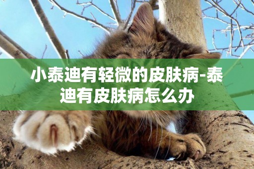 小泰迪有輕微的皮膚病-泰迪有皮膚病怎么辦