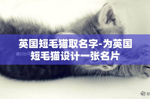 英國短毛貓取名字-為英國短毛貓設計一張名片