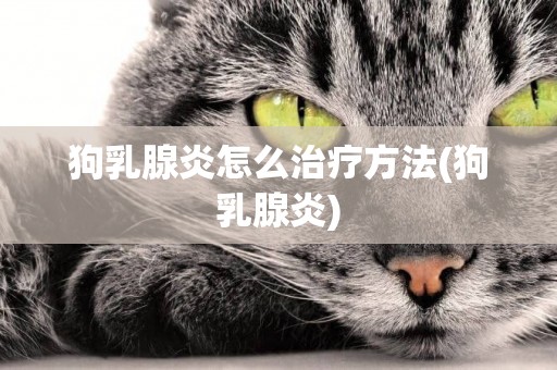 狗乳腺炎怎么治療方法(狗 乳腺炎) 