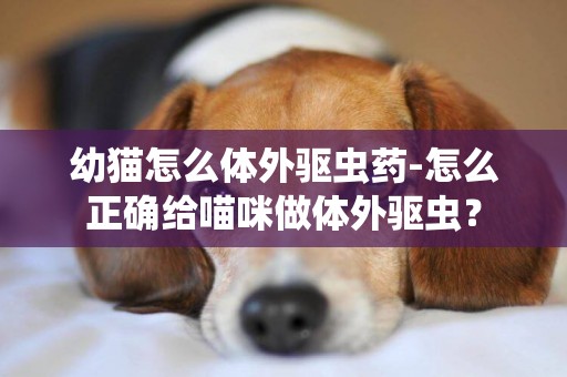 幼貓怎么體外驅蟲藥-怎么正確給喵咪做體外驅蟲？