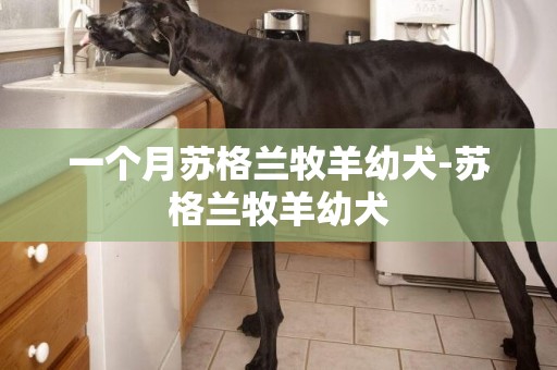 一個月蘇格蘭牧羊幼犬-蘇格蘭牧羊幼犬