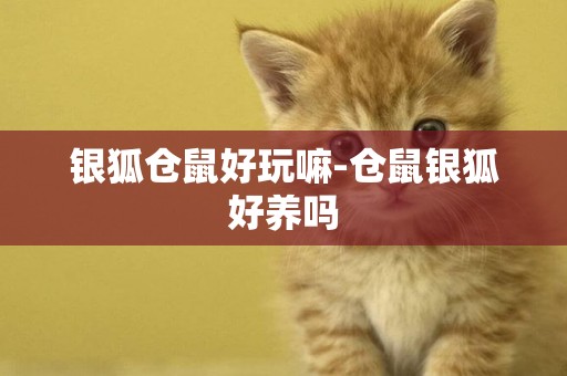 銀狐倉鼠好玩嘛-倉鼠銀狐好養嗎