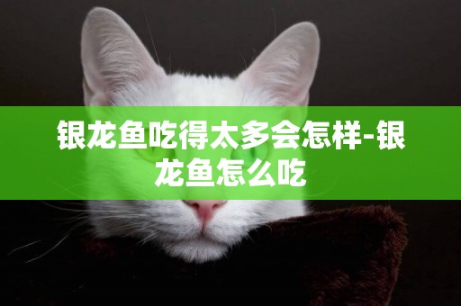 銀龍魚吃得太多會怎樣-銀龍魚怎么吃