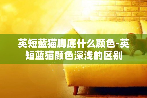 英短藍貓腳底什么顏色-英短藍貓顏色深淺的區別