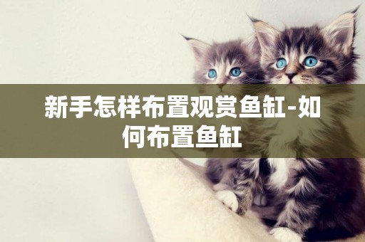 新手怎樣布置觀賞魚缸-如何布置魚缸
