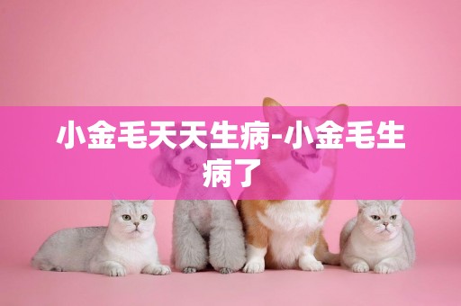 小金毛天天生病-小金毛生病了