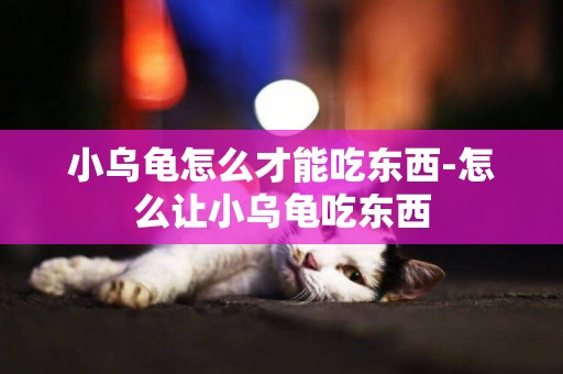 小烏龜怎么才能吃東西-怎么讓小烏龜吃東西