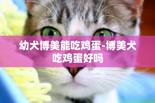 幼犬博美能吃雞蛋-博美犬吃雞蛋好嗎