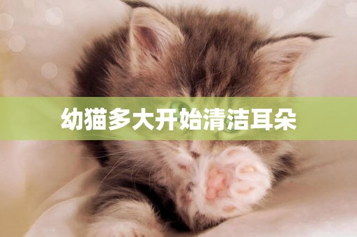 幼貓多大開始清潔耳朵