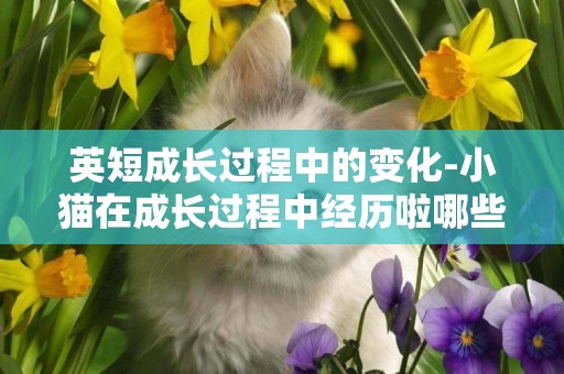英短成長過程中的變化-小貓在成長過程中經歷啦哪些變化？