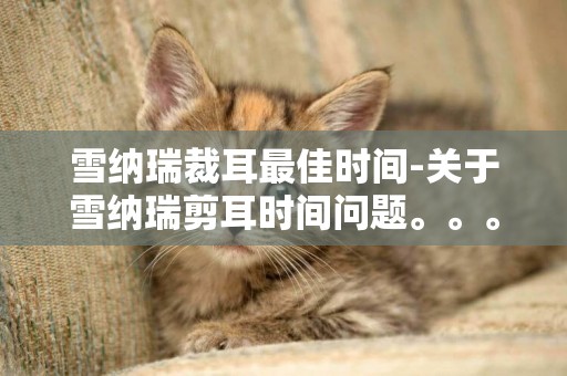 雪納瑞裁耳最佳時間-關于雪納瑞剪耳時間問題。。。。。。