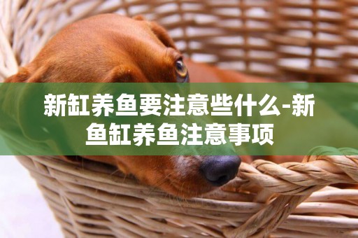 新缸養魚要注意些什么-新魚缸養魚注意事項