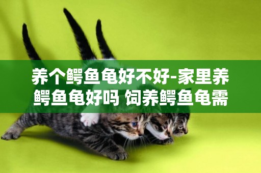 養個鱷魚龜好不好-家里養鱷魚龜好嗎 飼養鱷魚龜需要注意事項
