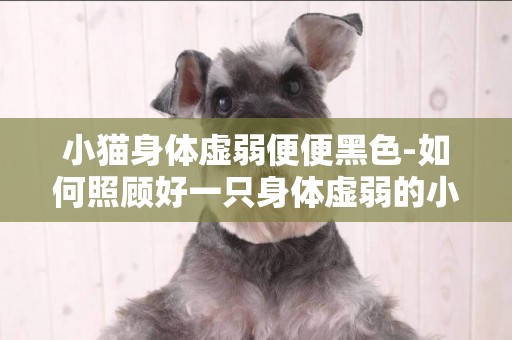 小貓身體虛弱便便黑色-如何照顧好一只身體虛弱的小貓！？