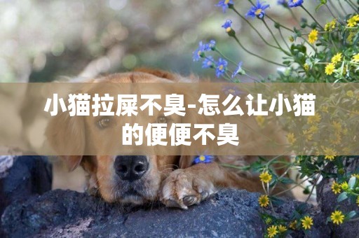 小貓拉屎不臭-怎么讓小貓的便便不臭