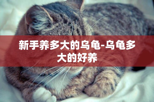 新手養多大的烏龜-烏龜多大的好養