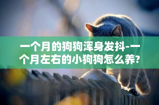 一個月的狗狗渾身發抖-一個月左右的小狗狗怎么養?是不是都是發抖的啊?