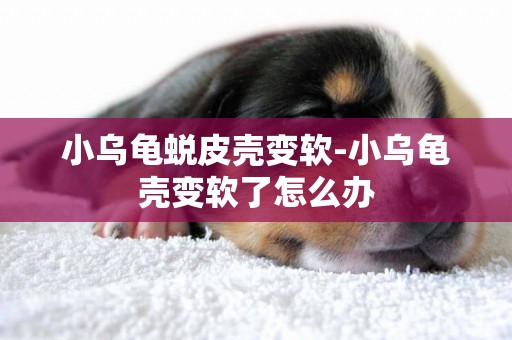 小烏龜蛻皮殼變軟-小烏龜殼變軟了怎么辦