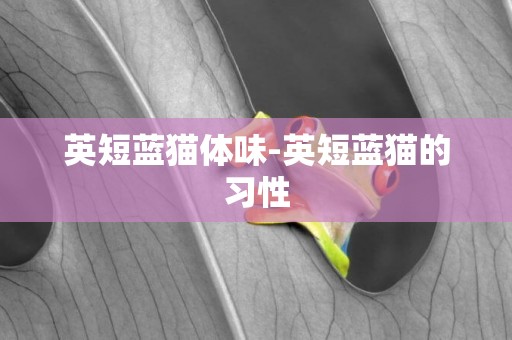 英短藍貓體味-英短藍貓的習性