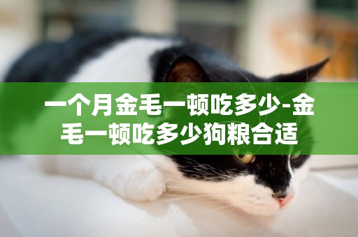 一個月金毛一頓吃多少-金毛一頓吃多少狗糧合適