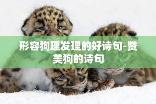 形容狗理發理的好詩句-贊美狗的詩句
