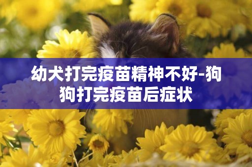 幼犬打完疫苗精神不好-狗狗打完疫苗后癥狀