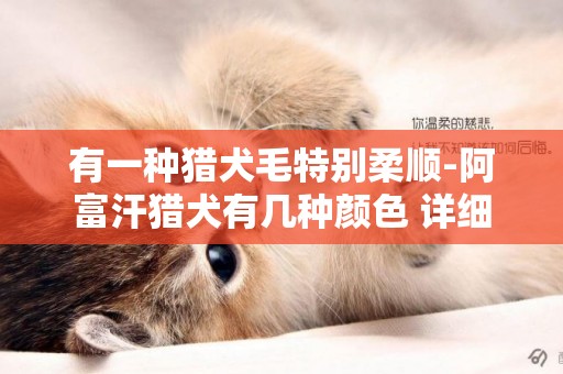 有一種獵犬毛特別柔順-阿富汗獵犬有幾種顏色 詳細