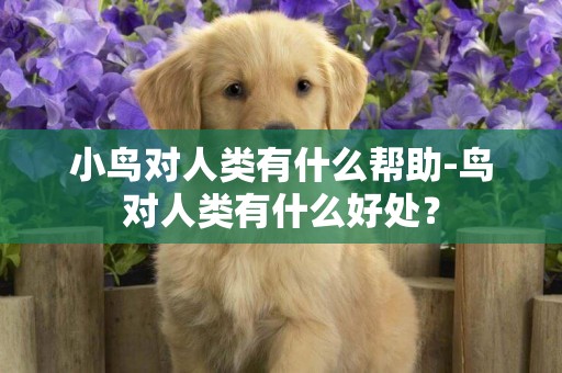 小鳥對人類有什么幫助-鳥對人類有什么好處？