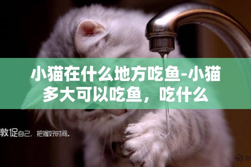 小貓在什么地方吃魚-小貓多大可以吃魚，吃什么